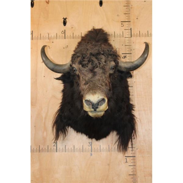 *Rarely Seen* YAK Shoulder Mount