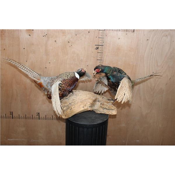 "Fighting" RING-NECKED PHEASANT and GREEN PHEASANT on a Driftwood Base