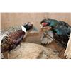 Image 2 : "Fighting" RING-NECKED PHEASANT and GREEN PHEASANT on a Driftwood Base