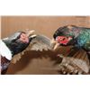 Image 5 : "Fighting" RING-NECKED PHEASANT and GREEN PHEASANT on a Driftwood Base