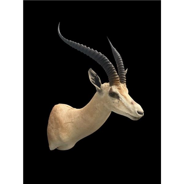*Trophy Size* African GRANT'S GAZELLE Shoulder Mount