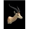 Image 1 : *Trophy Size* African GRANT'S GAZELLE Shoulder Mount