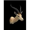 Image 2 : *Trophy Size* African GRANT'S GAZELLE Shoulder Mount