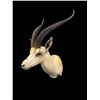Image 3 : *Trophy Size* African GRANT'S GAZELLE Shoulder Mount