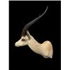 Image 4 : *Trophy Size* African GRANT'S GAZELLE Shoulder Mount