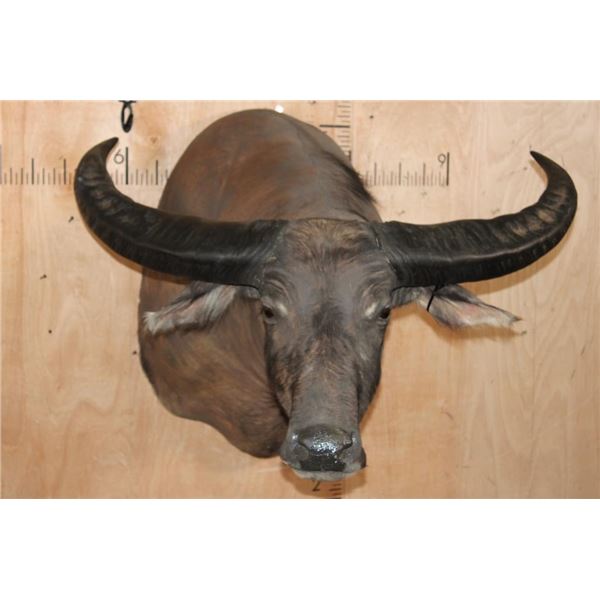 Massive WATER BUFFALO Shoulder Mount
