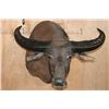 Image 1 : Massive WATER BUFFALO Shoulder Mount