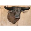 Image 2 : Massive WATER BUFFALO Shoulder Mount