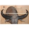 Image 3 : Massive WATER BUFFALO Shoulder Mount