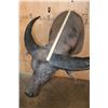 Image 4 : Massive WATER BUFFALO Shoulder Mount