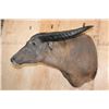 Image 5 : Massive WATER BUFFALO Shoulder Mount