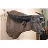 Image 6 : Massive WATER BUFFALO Shoulder Mount