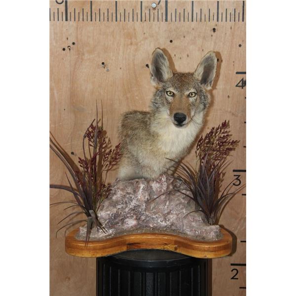 COYOTE on a Decorative Table Pedestal Mount