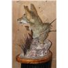 Image 7 : COYOTE on a Decorative Table Pedestal Mount