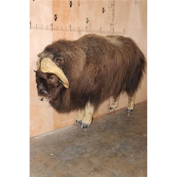 Life-sized MUSKOX on Bolts with No Base