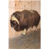 Image 1 : Life-sized MUSKOX on Bolts with No Base
