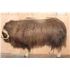 Image 2 : Life-sized MUSKOX on Bolts with No Base