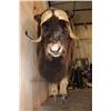 Image 5 : Life-sized MUSKOX on Bolts with No Base