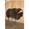 Image 6 : Life-sized MUSKOX on Bolts with No Base