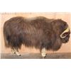 Image 7 : Life-sized MUSKOX on Bolts with No Base