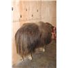 Image 8 : Life-sized MUSKOX on Bolts with No Base