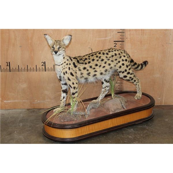 Life-sized SERVAL CAT on a Wood Base with Wheels