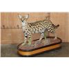 Image 1 : Life-sized SERVAL CAT on a Wood Base with Wheels