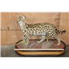 Image 2 : Life-sized SERVAL CAT on a Wood Base with Wheels