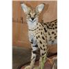 Image 3 : Life-sized SERVAL CAT on a Wood Base with Wheels