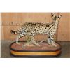 Image 5 : Life-sized SERVAL CAT on a Wood Base with Wheels