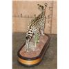 Image 7 : Life-sized SERVAL CAT on a Wood Base with Wheels