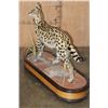 Image 8 : Life-sized SERVAL CAT on a Wood Base with Wheels
