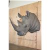 Image 2 : Full Reproduction WHITE RHINOCERAS Shoulder Mount