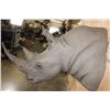 Image 4 : Full Reproduction WHITE RHINOCERAS Shoulder Mount