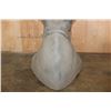 Image 8 : Full Reproduction WHITE RHINOCERAS Shoulder Mount