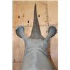 Image 9 : Full Reproduction WHITE RHINOCERAS Shoulder Mount