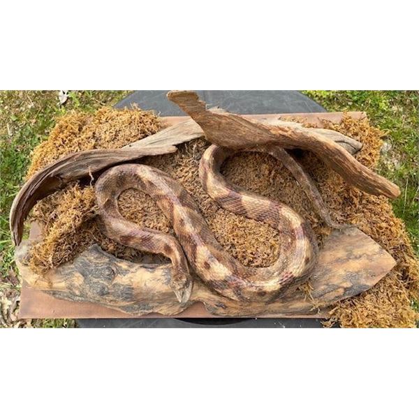 Huge COPPERHEAD SNAKE in a Natural Base Setting