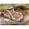 Image 3 : Huge COPPERHEAD SNAKE in a Natural Base Setting