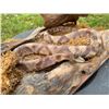 Image 4 : Huge COPPERHEAD SNAKE in a Natural Base Setting