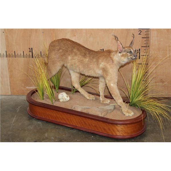 Life-sized CARACAL CAT on a Wood Base with Wheels