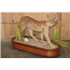 Image 1 : Life-sized CARACAL CAT on a Wood Base with Wheels