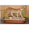 Image 2 : Life-sized CARACAL CAT on a Wood Base with Wheels