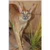 Image 4 : Life-sized CARACAL CAT on a Wood Base with Wheels