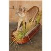 Image 5 : Life-sized CARACAL CAT on a Wood Base with Wheels