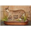 Image 6 : Life-sized CARACAL CAT on a Wood Base with Wheels