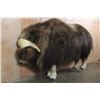 Image 1 : Big Life-sized MUSKOX on Bolts with No Base