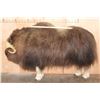 Image 2 : Big Life-sized MUSKOX on Bolts with No Base