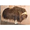 Image 5 : Big Life-sized MUSKOX on Bolts with No Base