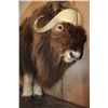 Image 6 : Big Life-sized MUSKOX on Bolts with No Base