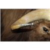 Image 7 : Big Life-sized MUSKOX on Bolts with No Base